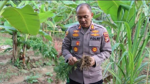 Pengedar Narkoba di Aceh Timur Nekat Tanam Ganja di Sela Pohon Cabai