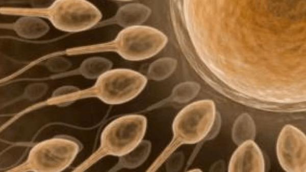 WHO: Kemandulan di Seluruh Dunia Meningkat, Jumlah Sperma Turun Drastis