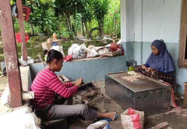 Jelang Lebaran Harga Kacang Mete di Gunungkidul Meningkat Tajam, Diburu Para Konsumen