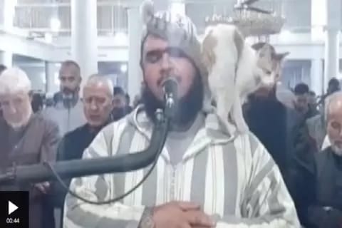 Duh Kucing Usil pada Imam Tarawih, Justru Disayang Sambil Lanjutkan Salat 