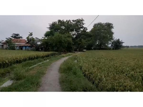 Keunikan Kampung Salapan di Karawang, Dihuni 9 Kepala Keluarga dan Mayoritas Petani