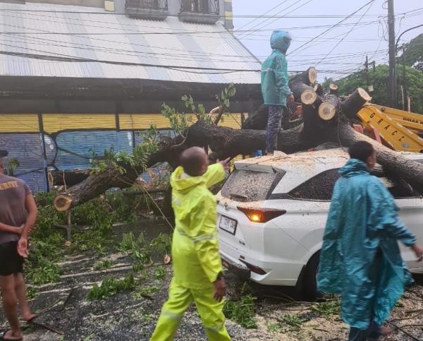Hujan Disertai Angin Kencang Bawa Korban, Polsek Sukolilo Evakuasi Warga Korban Pohon Tumbang