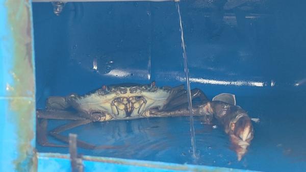 Budidaya Kepiting Bakau Crab Box Apartment, Solusi Nelayan di Masa Paceklik