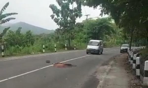 Laka Lantas Jalan Raya Ponorogo-Solo, Dikabarkan 1 Orang Tewas Terlindas