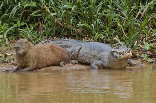 Seperti Apa Hubungan Capybara dengan Buaya, Sering Santai Berdua di Tepi Sungai ?