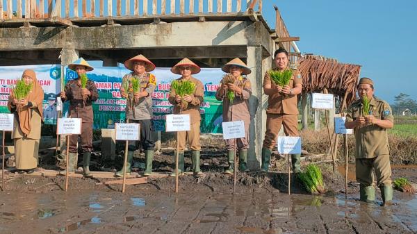 Dukung Ketahanan Pangan, 53 Hektare Sawah Namang Kembali Ditanami Padi Merah