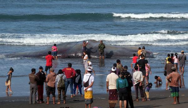 2 Paus Sperma dan 1 Paus Biru Mati di Perairan Bali, Terlilit Jaring Nelayan