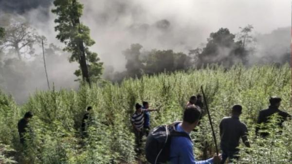 TNI Temukan 8 Hektar Ladang Ganja di Beutong Ateuh Nagan Raya