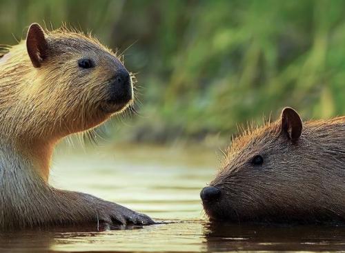 Tak Disangka Capybara Jadi Meme hingga Terkenal di Internet, Begini Ceritanya! 