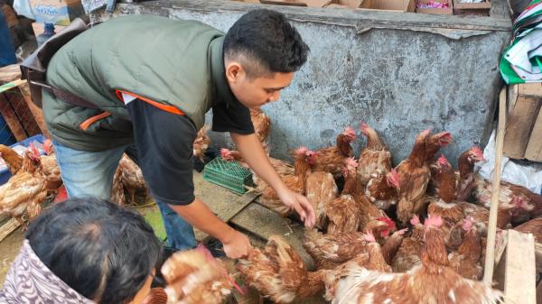 Momen Lebaran, Banyak Pedagang Ayam Hidup Dadakan di Pasar Induk Cianjur