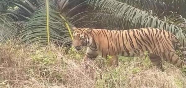 Diduga Dimangsa Harimau, Petani Karet di Siak Ditemukan Dengan Kondisi Kepala Terpisah dari Badan