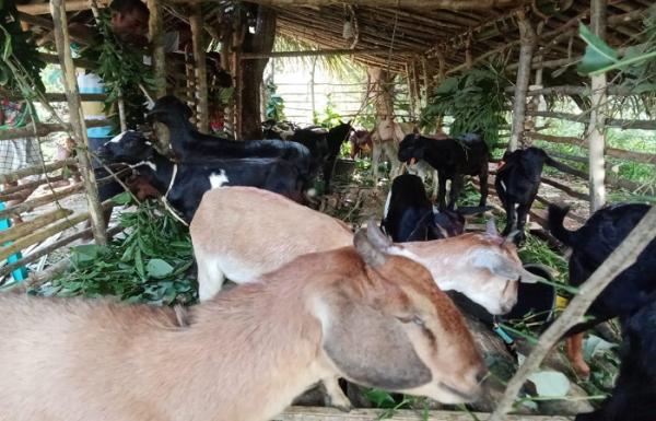 Ansy Lema Beri Bantuan 25 Ekor Ternak Kambing untuk Peternak Kabupaten TTU