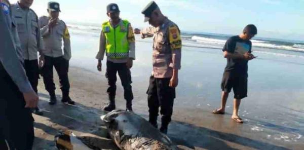Seekor Lumba-lumba Terdampar di Pantai Banjar Anyar Tembles Jembrana Bali