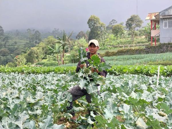 Pasca Lebaran Harga Sayuran di Petani Anjlok ini Penjelasan Gapoktan