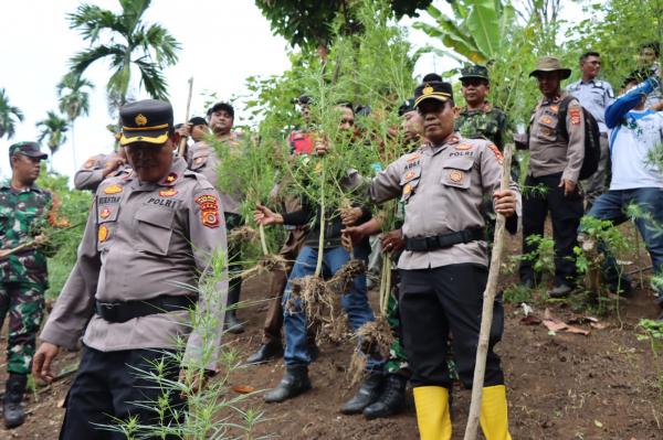 Polisi Cabut dan Musnahkan 700 Batang Tanaman Ganja di Kebun Satu Hektar di Aceh