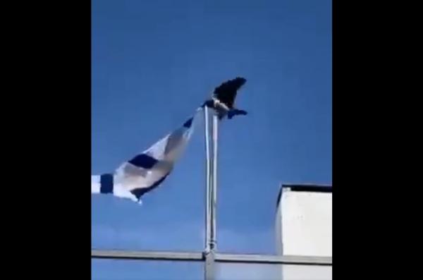 Viral Gagak Hitam Lepas dan Lempar Bendera Israel, Netizen Sebut Isyarat dari Tuhan