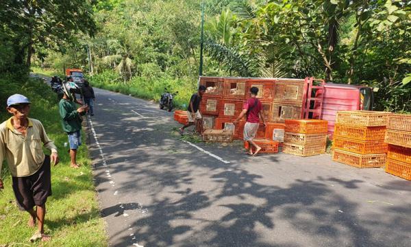 Tragis, Kakek Umur 61 Ini Tewas Tertimpa Box Berisi Ribuan Ayam saat Berjalan Membawa Rumput