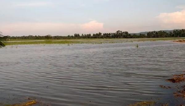 Sungai Citanduy Meluap, Ratusan Hektar Sawah Di Pangandaran Terendam