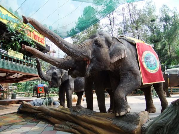 Harga Tiket Masuk Taman Safari Bogor, Habitat Satwa di Alam Bebas 