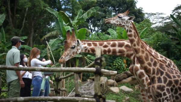Explore Keindahan Satwa di Taman Safari Indonesia, Bogor