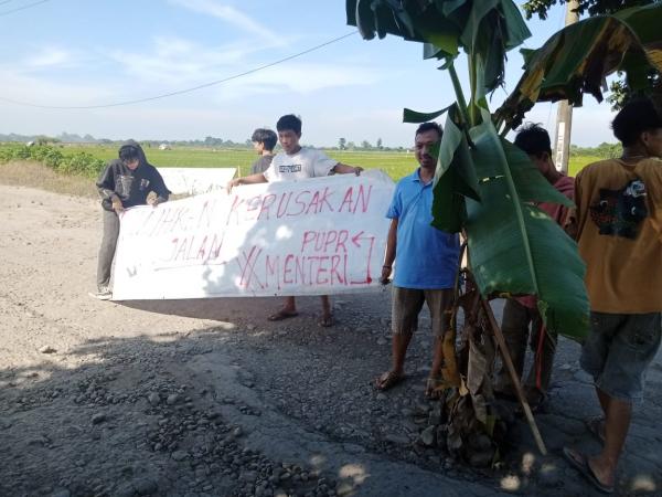 Protes! Warga Bawa Sepanduk dan Tanami Jalan Rusak di Cirebon Dengan Pohon Pisang
