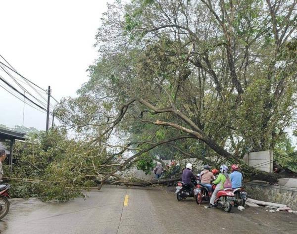 Pohon Tumbang di Jalan Nasional Cilegon-Anyer, Picu Kemacetan Panjang hingga 3 KM