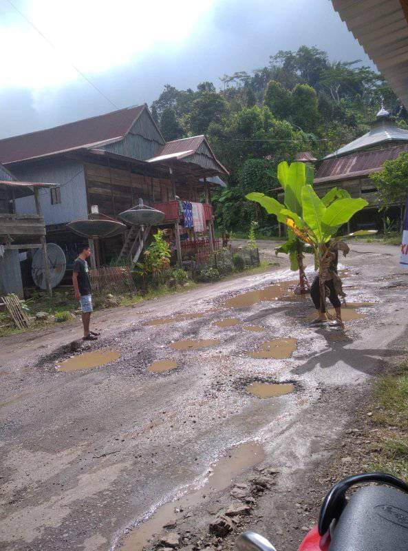 Breaking News, Protes Jalan Rusak  Warga di Kelapa Dua Polman Tanam Pisang di Tengah Jalan