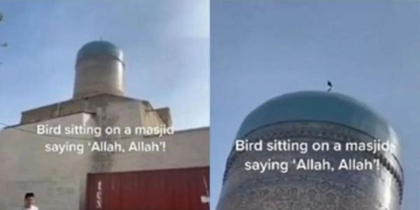 Viral! Burung Ini Hinggap di Kubah Masjid dan Terdengar Berkicau Sebut Nama Allah SWT