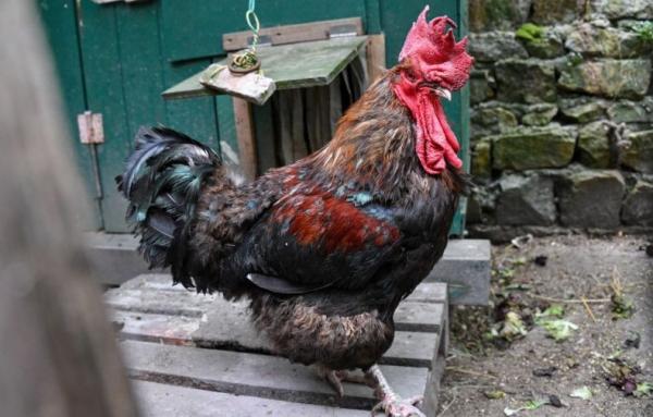 Mitos Ayam Berkokok Tengah Malam, Salah Satunya Pertanda Malaikat Lewat