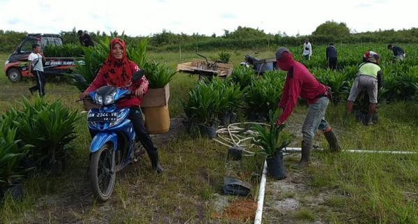 Pemdes Jeriji Fasilitasi Penyaluran Bantuan Bibit Sawit dari Perusahaan ke Petani