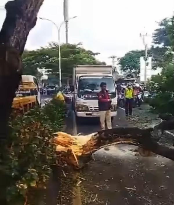 Polisi Pontang-panting, Pohon Tumbang Sebabkan Macet di Jalan Juanda Depok Pagi Ini