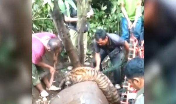 Harimau Sumatera Mati Lemas Akibat Dehidrasi, Kena Perangkap Babi Milik Warga Madina