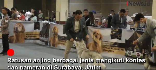 Gaya Ratusan Anjing Beradu Cantik dan Fisik di Surabaya