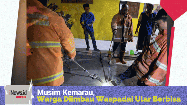 Musim Kemarau, Warga Diimbau Waspadai Ular Berbisa