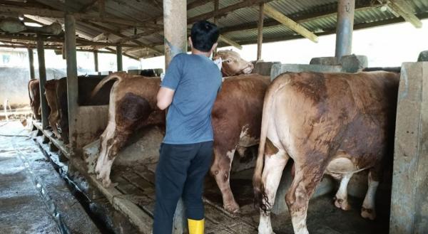 Hadapi Idul Adha 1444 H, Stok Hewan Qurban di Garut Aman dan Tercukupi