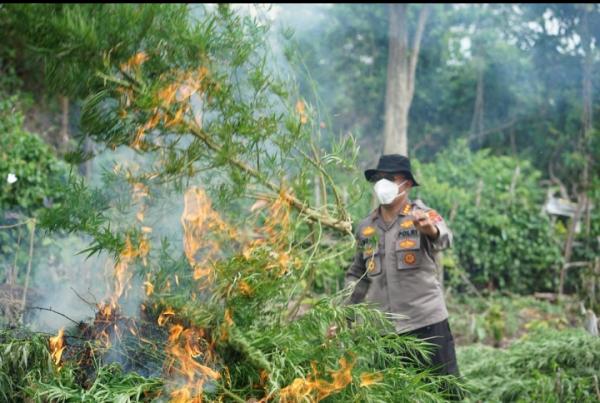 Tertangkapnya Kurir dan Pengedar,Polisi Berhasil Temukan dan Musnahkan 5 Hektar Ladang Ganja di Aceh