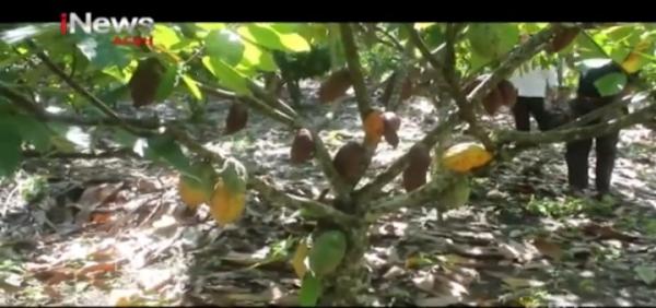 Akibat Kemarau Panjang, Petani Kakao Menjerit Karena Gagal Panen di Aceh
