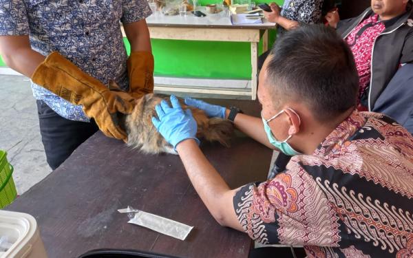 Antisipasi Rabies dan Flu Burung, 1.900 Dosin Vaksin Tersedia di Cimahi
