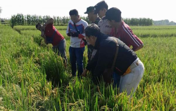 Seorang Petani di Ngaringan Grobogan Ditemukan Meninggal di Sawah
