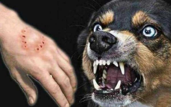 Korban Gigitan Anjing di TTU Capai 178 Kasus, Lakmas Pertanyakan Respon Dinas Terkait