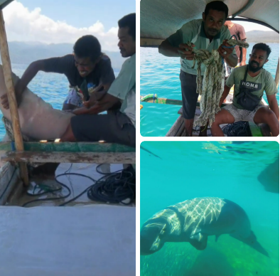 Detik-Detik Penyelamatan Ikan Dugong di Laut Mali Alor NTT, yang Terlilit Tali dan Nyaris Mati