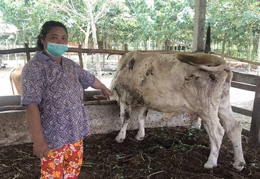 Waspada Penyakit Sapi Jelang Idul Adha, RPH Makassar Imbau Masyarakat Tidak Asal Beli Hewan Qurban