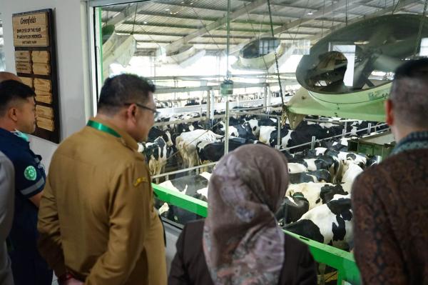 Mengintip Kecanggihan Peternakan dan Pabrik Greenfields, Produsen Susu 100 Persen Asli Indonesia