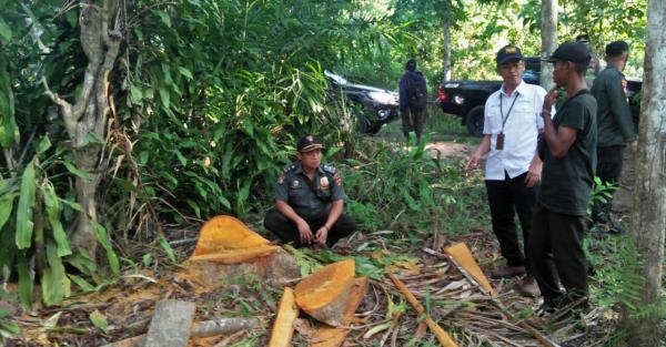Dijarah Warga, Kayu Milik Perum Perhutani di Cikeusik Pandeglang Dilaporkan ke Polisi