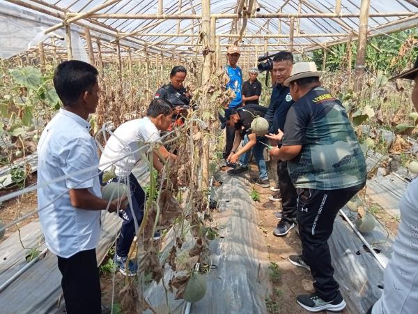 Lemasmil IV Makassar dan Petani Pattallassang Panen Perdana Buah Melon