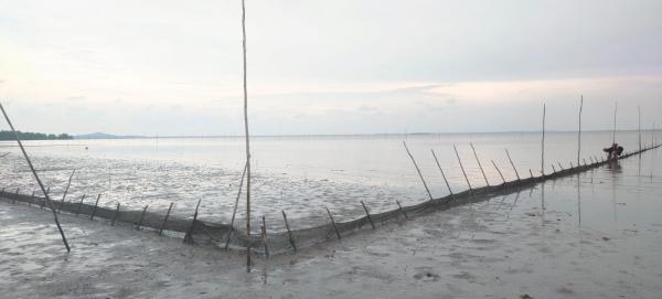Kisah Inspiratif: Tambak Kerang Darah Mang Rustam, Benteng Terakhir Mangrove Teluk Pelempah