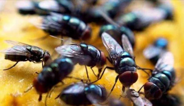 Jutaan Lalat Serbu Pemukiman, Warga Cijaku Resah dan Terancam Penyakit Berbahaya!