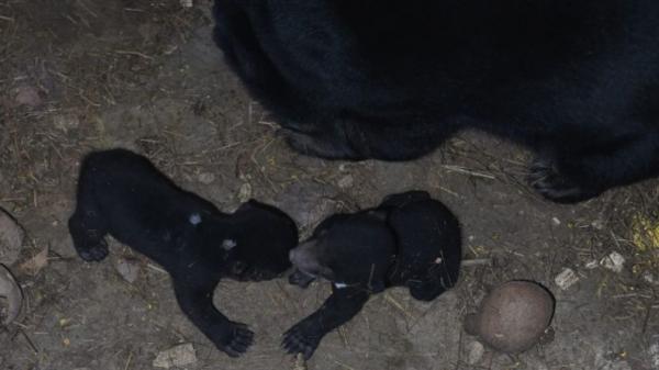Kabar Bahagia, 2 Bayi Beruang Madu Lahir di Taman Satwa Lembah Hijau Lampung