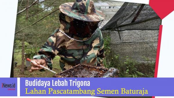 Hasil Panen Madu Meningkat, Budidaya Lebah Trigona di Lahan Pascatambang Semen Baturaja