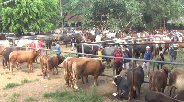 Jelang Idul Adha Harga Sapi di Pasar Hewan Purwakarta Naik Rp3 Juta Per Ekor